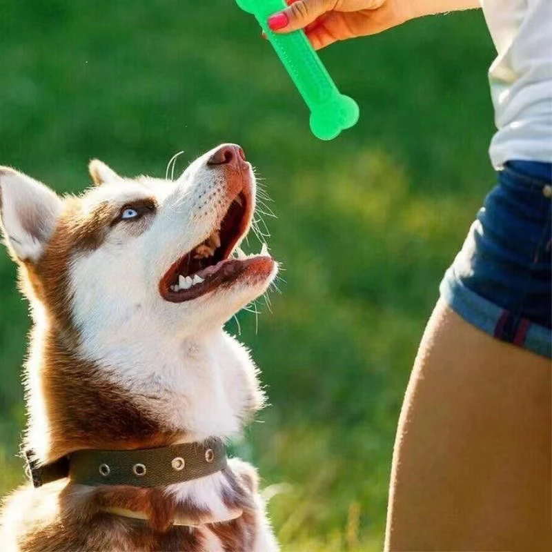 سوبر صعبة الكلب العظام مضغ لعب - مراجعة Training Clicker Dog وسعره