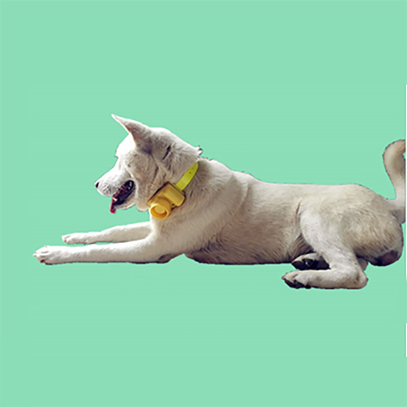 في الهواء الطلق مقاوم للماء ال - مراجعة Training Clicker Dog وسعره
